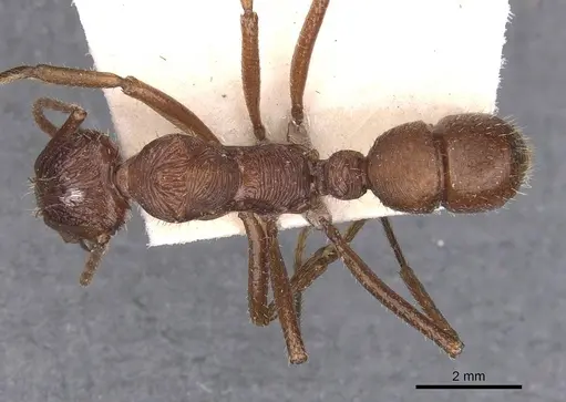 Ectatomma tuberculatum specimen CASENT0907185 image casent0907185_1