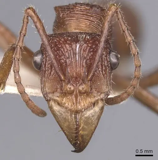 Ectatomma tuberculatum specimen CASENT0907185 image casent0907185_2
