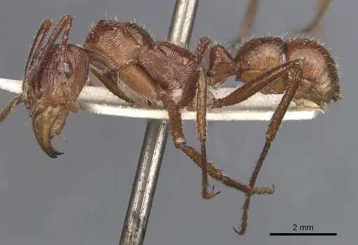 Ectatomma tuberculatum specimen CASENT0907185 image casent0907185_3