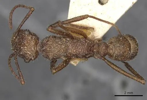 Ectatomma tuberculatum specimen CASENT0915108 image casent0915108_1
