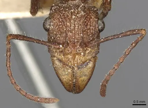 Ectatomma tuberculatum specimen CASENT0915108 image casent0915108_2