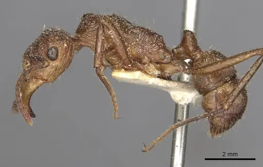 Ectatomma tuberculatum specimen CASENT0915108 image casent0915108_3