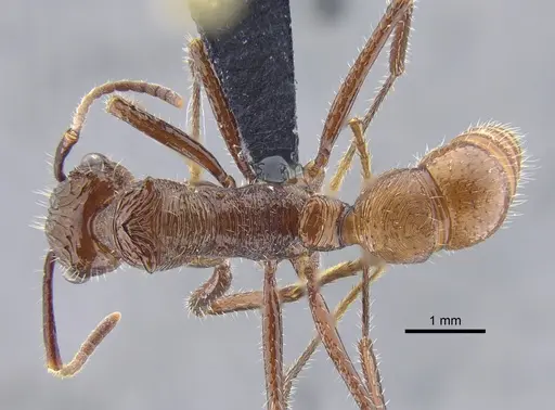 Ectatomma tuberculatum specimen CBUMAGENT41743 image cbumagent41743_1