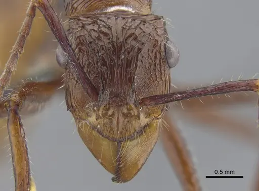 Ectatomma tuberculatum specimen CBUMAGENT41743 image cbumagent41743_2