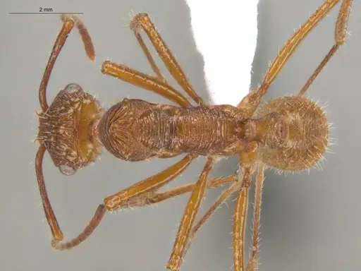 Ectatomma tuberculatum specimen ECOFOG-TR13-0006-04 image ecofog-tr13-0006-04_1