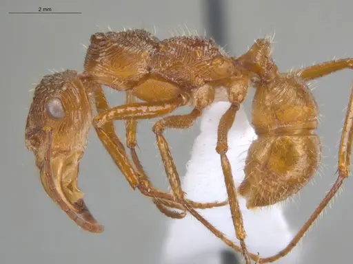 Ectatomma tuberculatum specimen ECOFOG-TR13-0006-04 image ecofog-tr13-0006-04_3