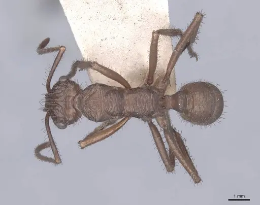 Ectatomma tuberculatum specimen FMNHINS0000045645 image fmnhins0000045645_1