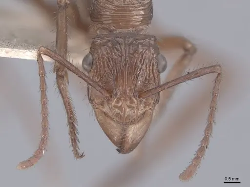 Ectatomma tuberculatum specimen FMNHINS0000045645 image fmnhins0000045645_2