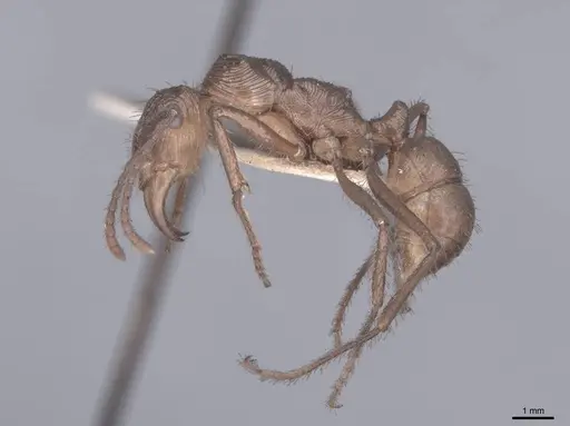 Ectatomma tuberculatum specimen FMNHINS0000045645 image fmnhins0000045645_3