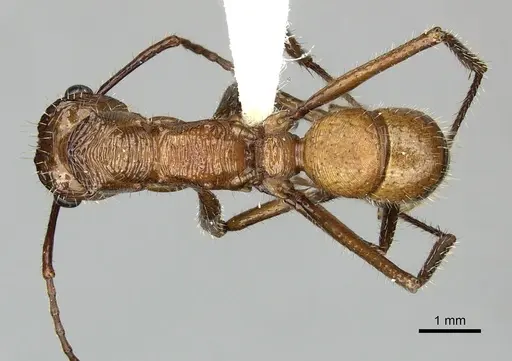 Ectatomma tuberculatum specimen JTLC000006505 image jtlc000006505_1