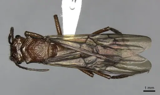 Ectatomma tuberculatum specimen JTLC000014186 image jtlc000014186_1