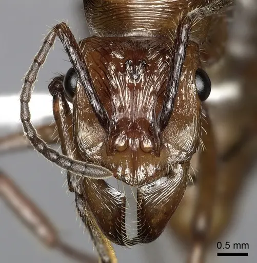Ectatomma tuberculatum specimen JTLC000014186 image jtlc000014186_2