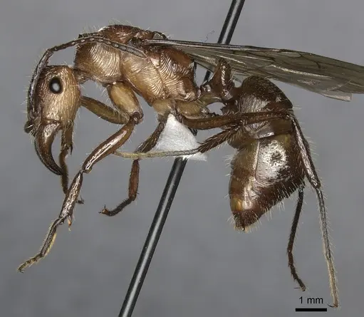 Ectatomma tuberculatum specimen JTLC000014186 image jtlc000014186_3