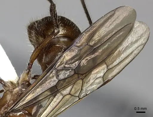 Ectatomma tuberculatum specimen JTLC000014186 image jtlc000014186_4