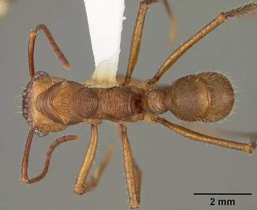 Ectatomma tuberculatum specimen USNMENT00412867 image usnment00412867_1