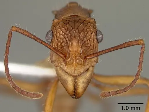 Ectatomma tuberculatum specimen USNMENT00412867 image usnment00412867_2