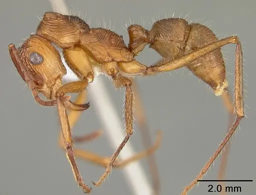 Ectatomma tuberculatum specimen USNMENT00412867 image usnment00412867_3