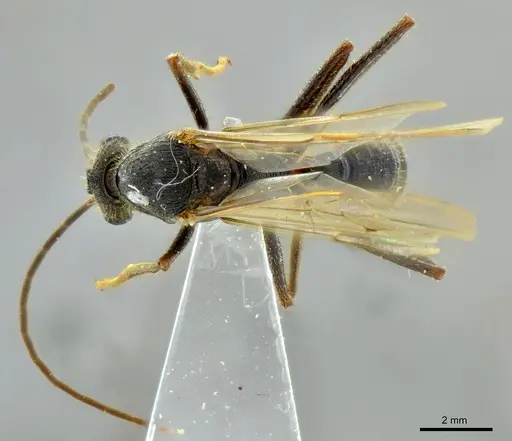 Ectatomma vizottoi specimen ANTWEB1014004 image antweb1014004_1