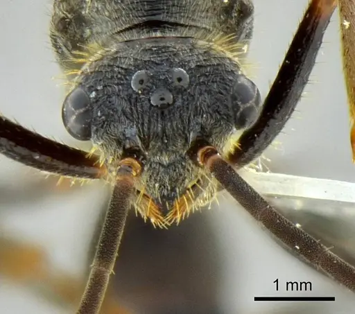 Ectatomma vizottoi specimen ANTWEB1014004 image antweb1014004_2