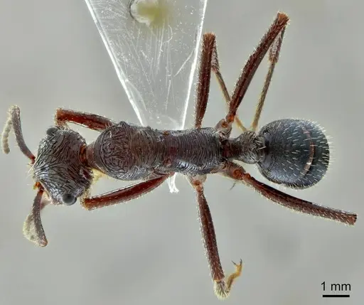 Ectatomma vizottoi specimen ANTWEB1014006 image antweb1014006_1