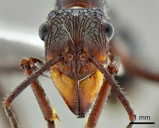 Ectatomma vizottoi specimen ANTWEB1014006 image antweb1014006_2