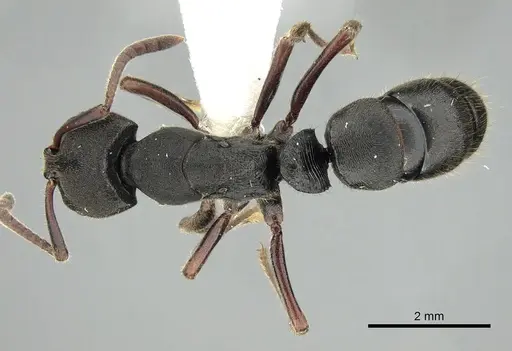 Ectomomyrmex aciculatus specimen CASENT0249172 image casent0249172_1