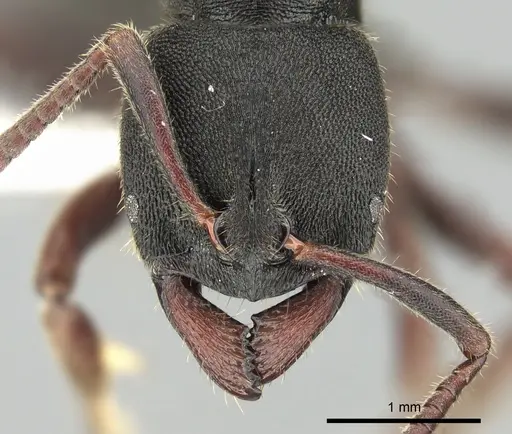 Ectomomyrmex aciculatus specimen CASENT0249172 image casent0249172_2