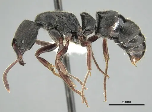 Ectomomyrmex aciculatus specimen CASENT0249172 image casent0249172_3
