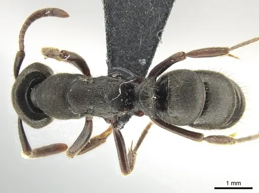 Ectomomyrmex aciculatus specimen CASENT0650198 image casent0650198_1
