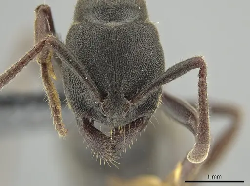 Ectomomyrmex aciculatus specimen CASENT0650198 image casent0650198_2