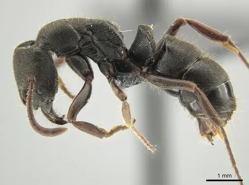 Ectomomyrmex aciculatus specimen CASENT0650198 image casent0650198_3