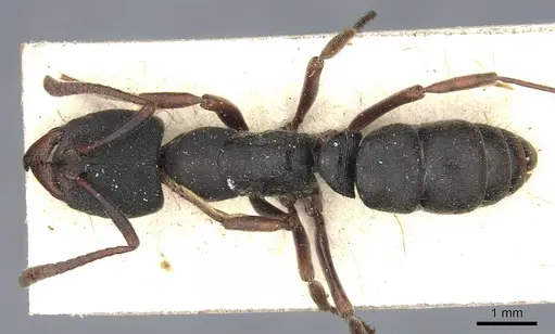 Ectomomyrmex aciculatus specimen CASENT0903899 image casent0903899_1