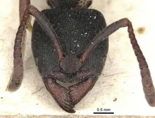 Ectomomyrmex aciculatus specimen CASENT0903899 image casent0903899_2