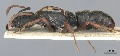 Ectomomyrmex aciculatus specimen CASENT0903899 image casent0903899_3