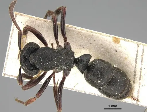 Ectomomyrmex aciculatus specimen CASENT0922434 image casent0922434_1
