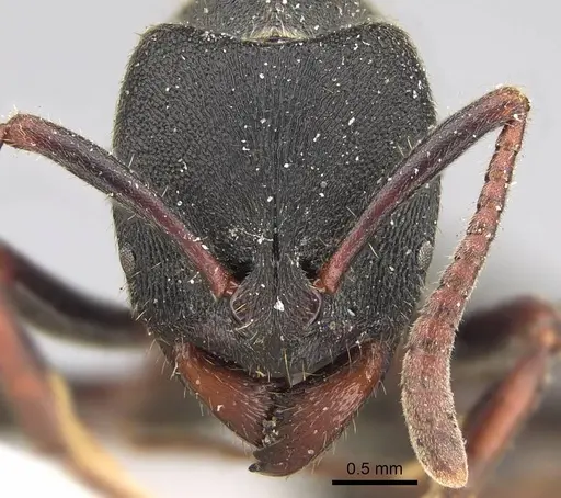 Ectomomyrmex aciculatus specimen CASENT0922434 image casent0922434_2
