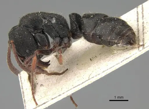 Ectomomyrmex aciculatus specimen CASENT0922434 image casent0922434_3