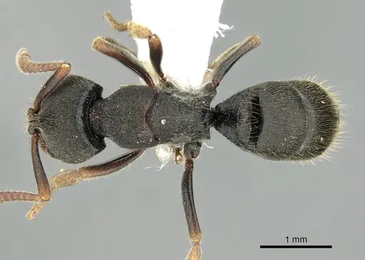 Ectomomyrmex acutus specimen CASENT0249174 image casent0249174_1