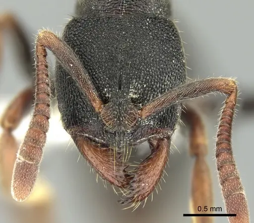 Ectomomyrmex acutus specimen CASENT0249174 image casent0249174_2