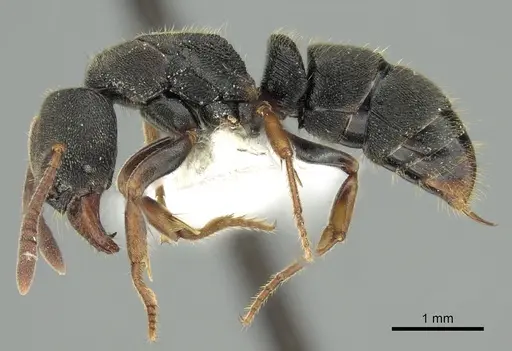 Ectomomyrmex acutus specimen CASENT0249174 image casent0249174_3