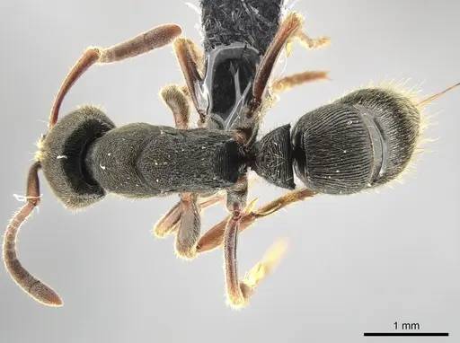 Ectomomyrmex acutus specimen CASENT0650362 image casent0650362_1