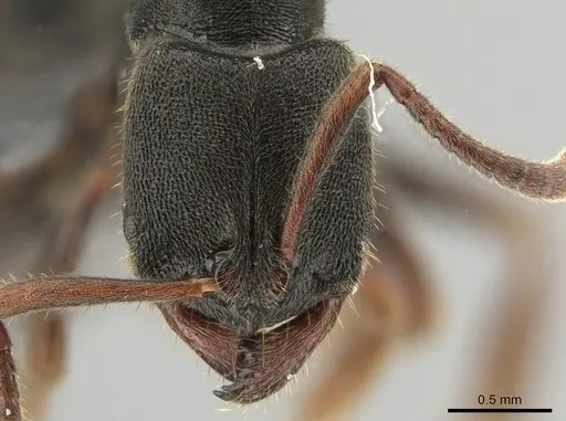 Ectomomyrmex acutus specimen CASENT0650362 image casent0650362_2