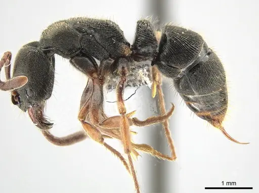 Ectomomyrmex acutus specimen CASENT0650362 image casent0650362_3