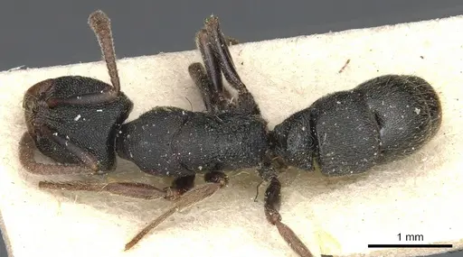 Ectomomyrmex acutus specimen CASENT0903902 image casent0903902_1