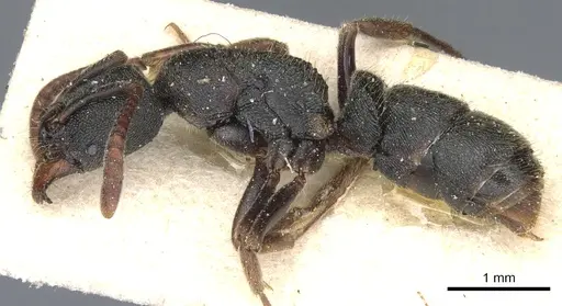 Ectomomyrmex acutus specimen CASENT0903902 image casent0903902_3
