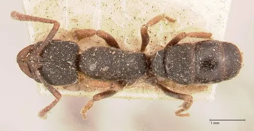 Ectomomyrmex acutus specimen FOCOL0962 image focol0962_1
