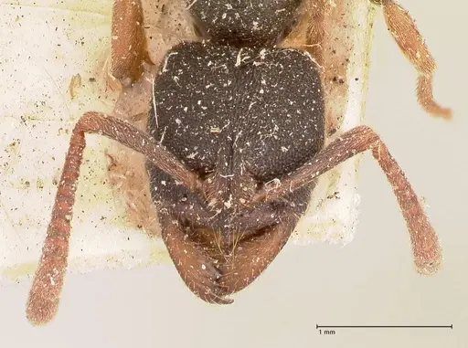 Ectomomyrmex acutus specimen FOCOL0962 image focol0962_2