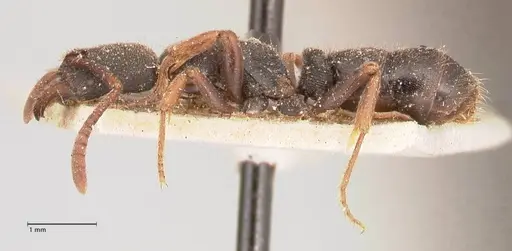 Ectomomyrmex acutus specimen FOCOL0962 image focol0962_3