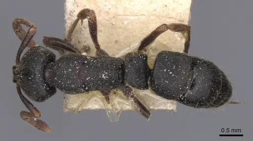 Ectomomyrmex aequalis specimen CASENT0915247 image casent0915247_1