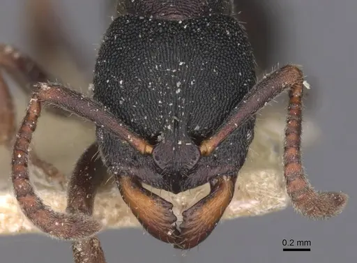 Ectomomyrmex aequalis specimen CASENT0915247 image casent0915247_2